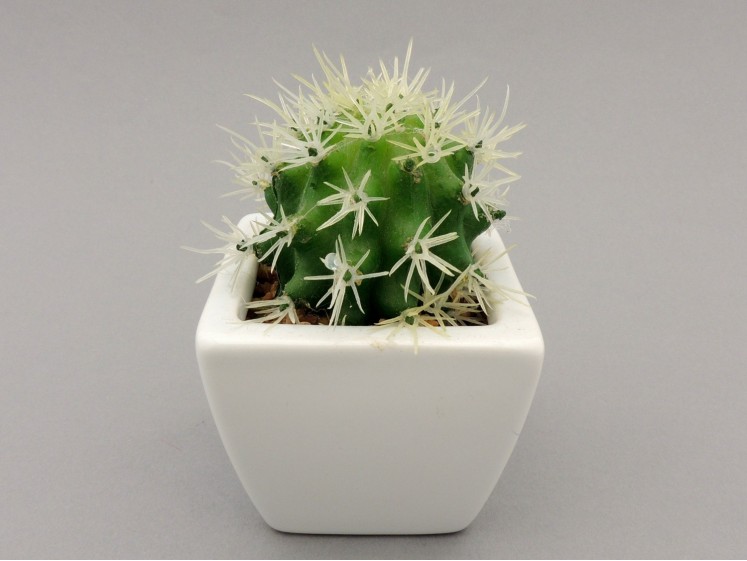 Cactus in a Pot 11cm