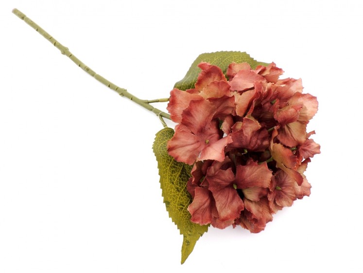 Hydrangea with stem