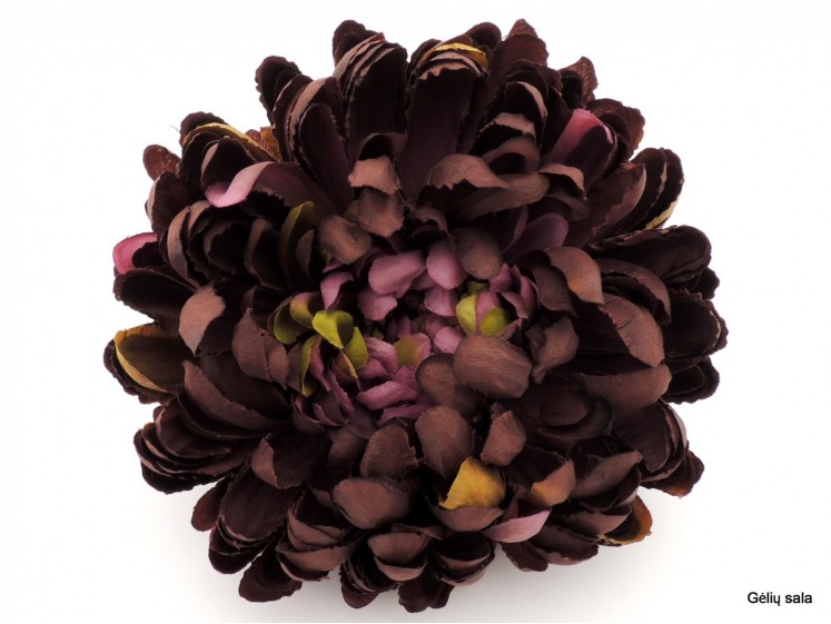 Chrysanthemum Head