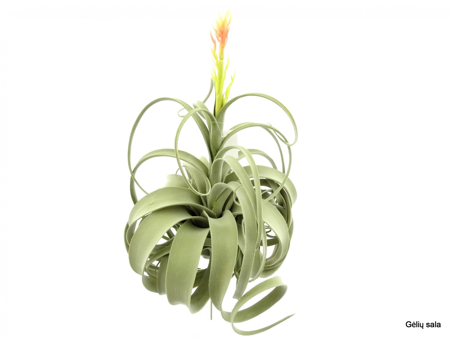 Single stem flocking airplant