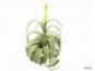 Single stem flocking airplant