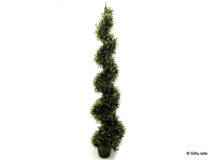 Boxwood Spiral Form 180cm