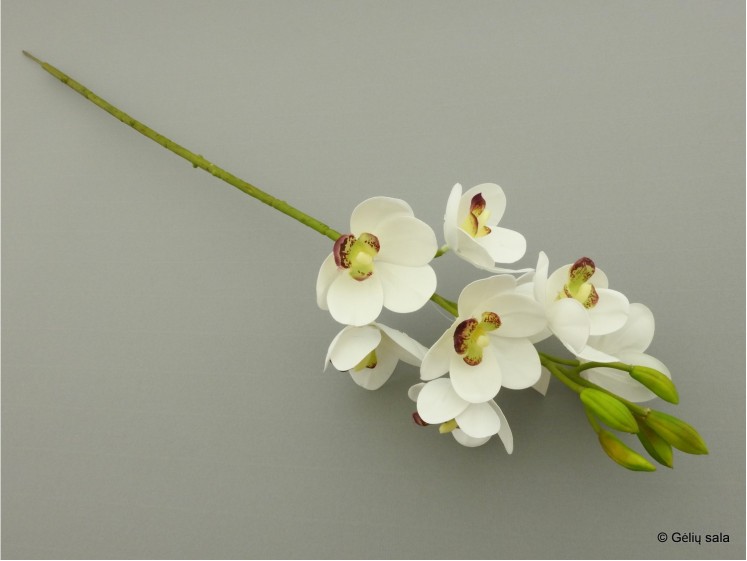 Small Orchid Cymbidium