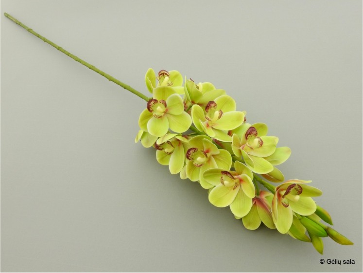 Orchid Cymbidium