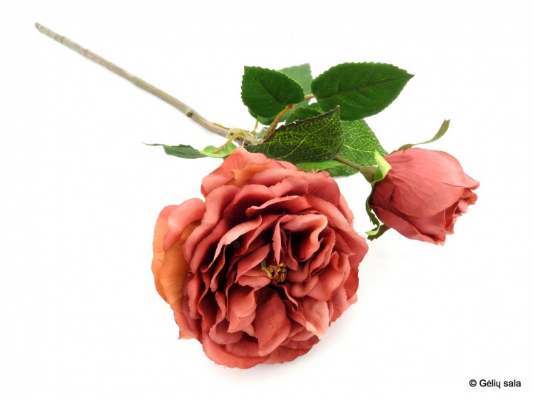 Rose with Rosebud