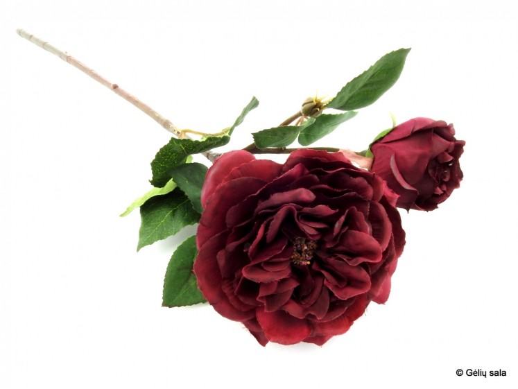 Rose with Rosebud