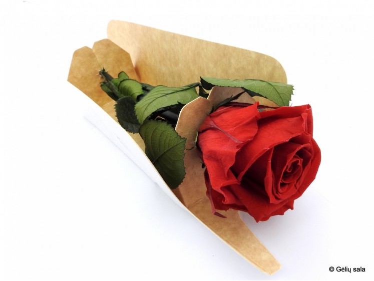 Stabilized Rose 27,5cm