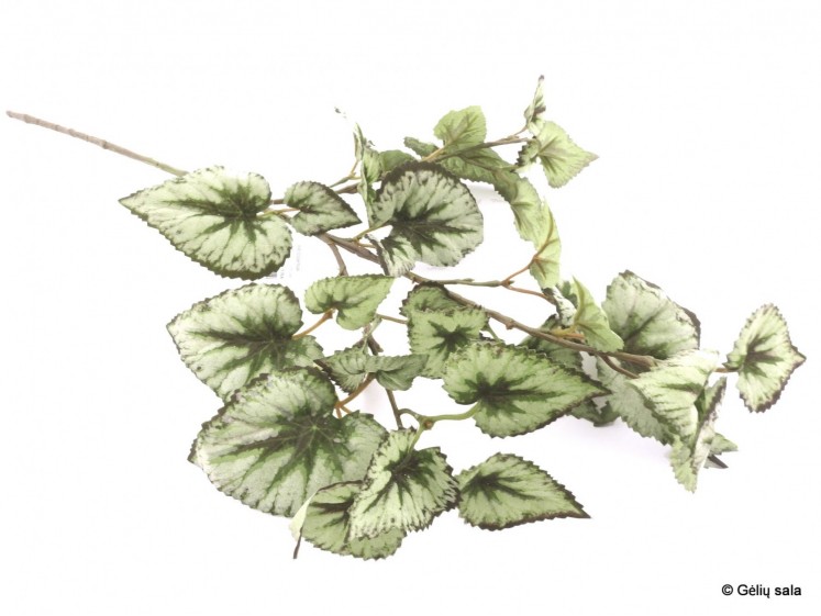 Begonia Leaves