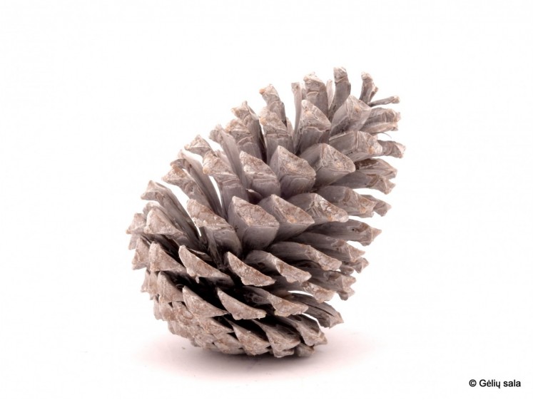 Pine Cones Bleached