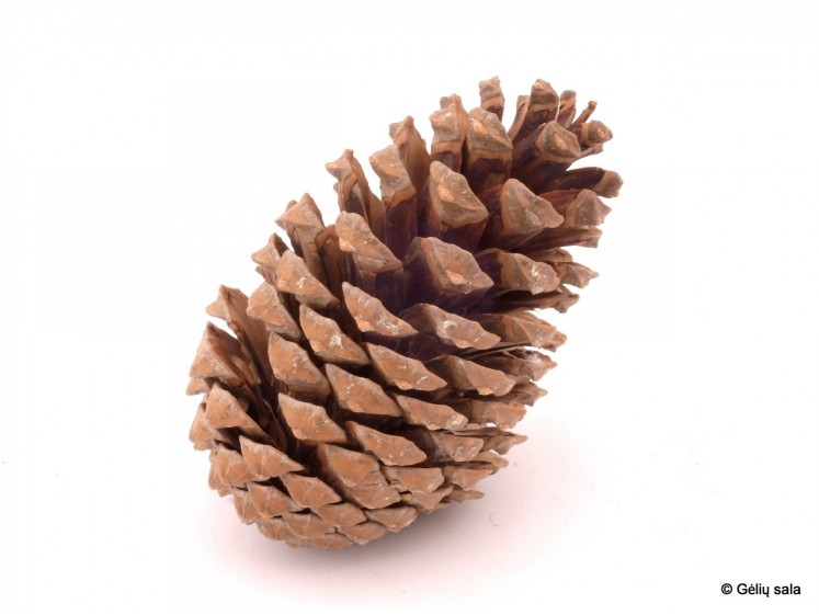 Pine Cones Natural