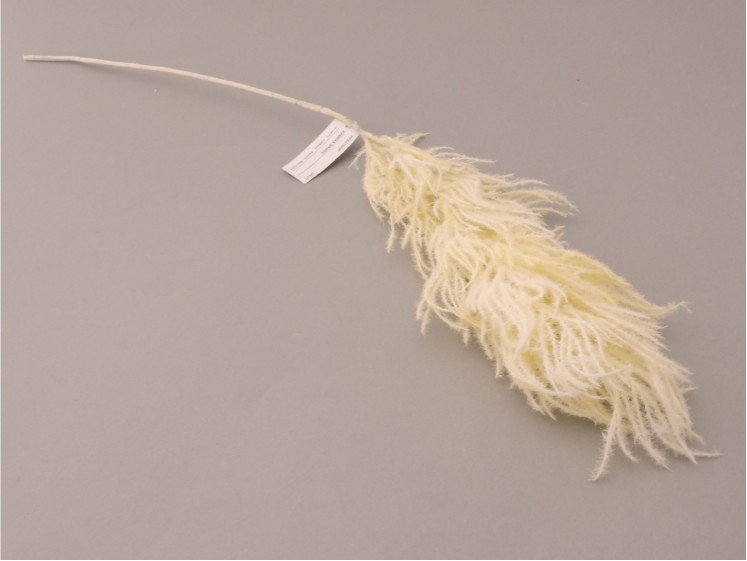 Smilga - pampas grass