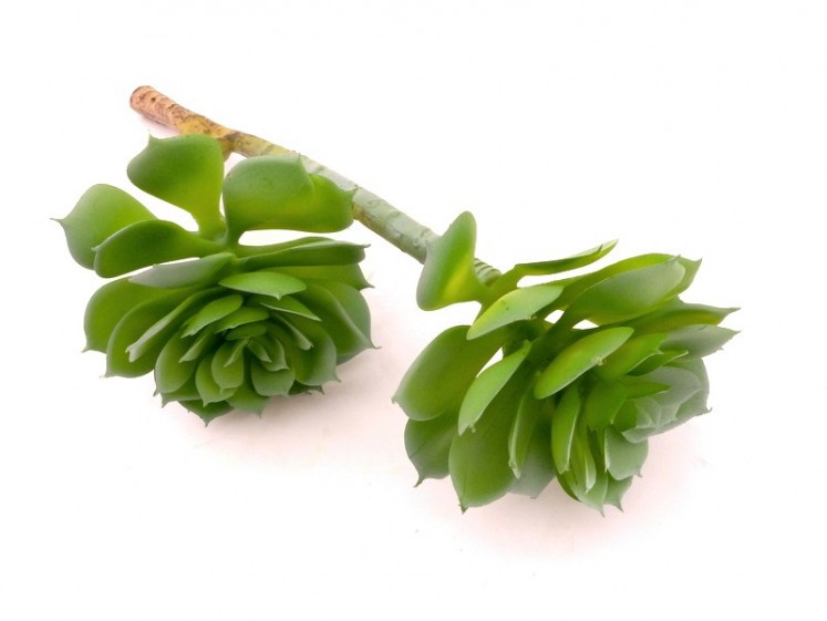Dirbtinė žaluma- sukulentas