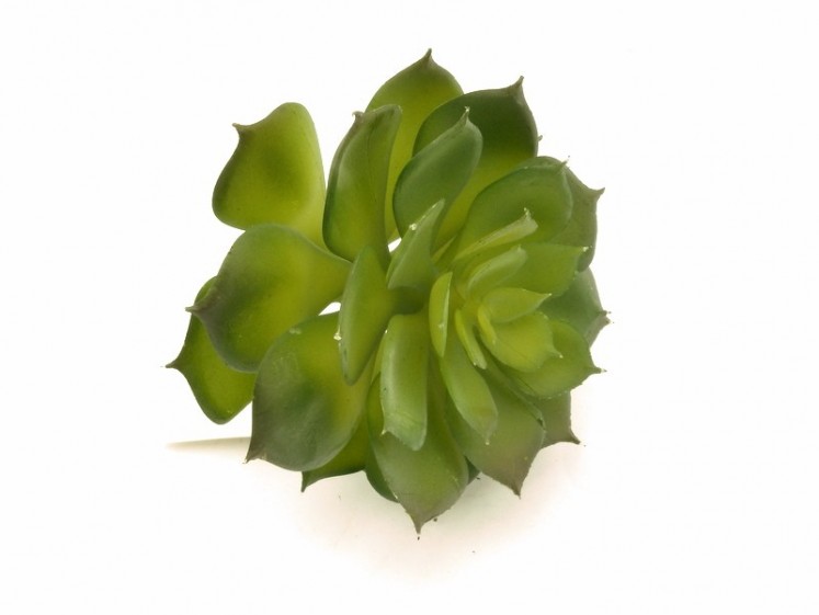 Dirbtinė žaluma- sukulentas