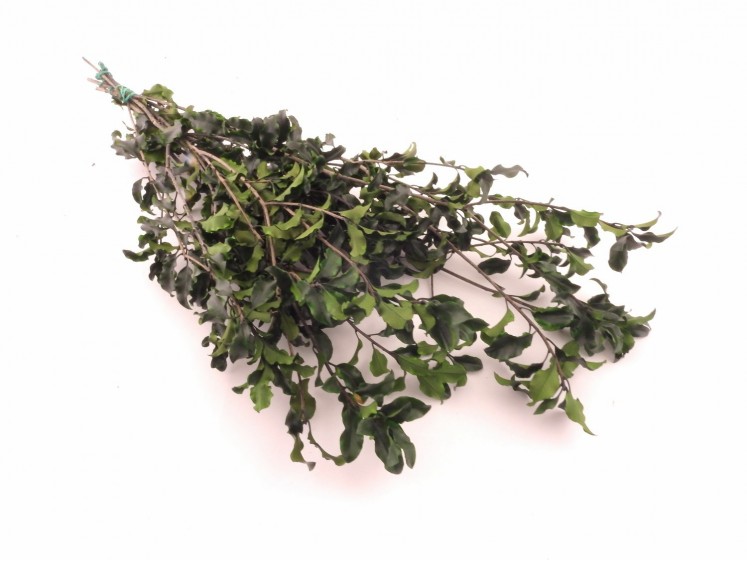 Stabilized Pittosporum