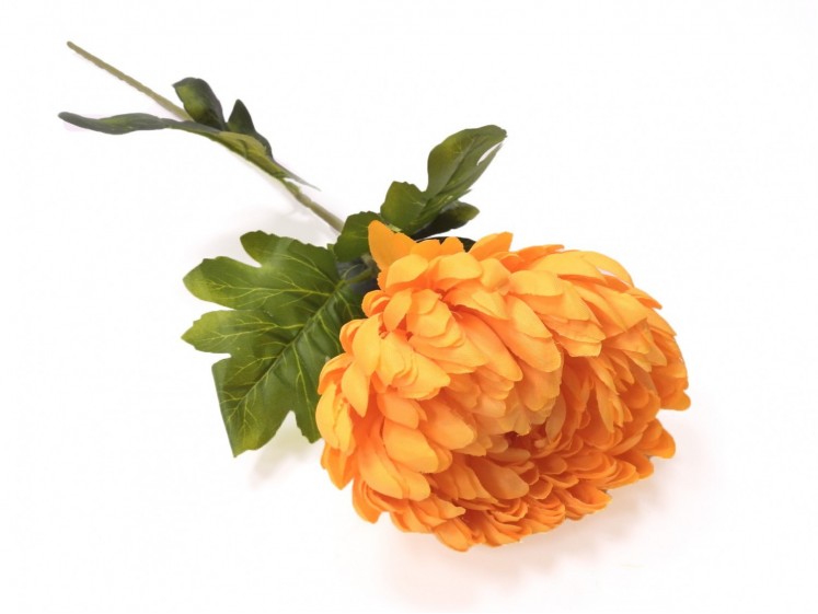 Chrysanthemum flower with stem