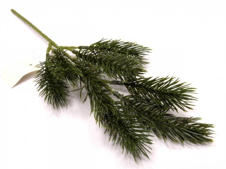 Spruce Branch