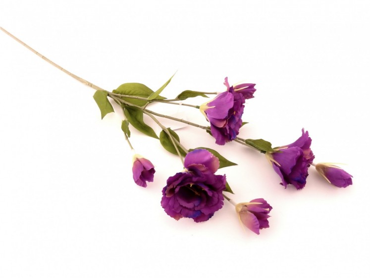 Eustoma Branch