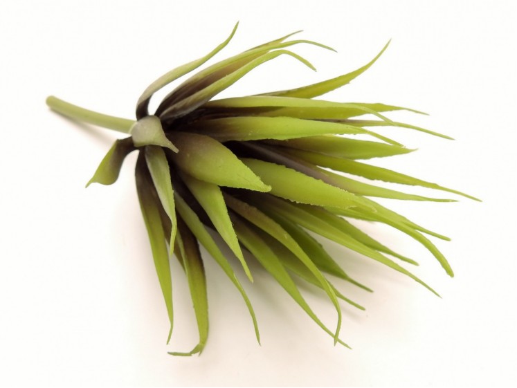 Succulent Aloe