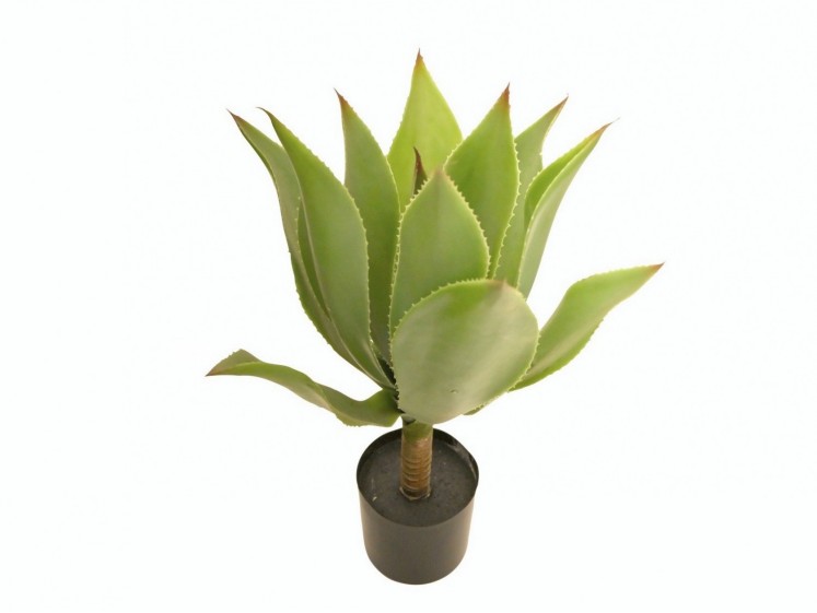 Agave in a Pot