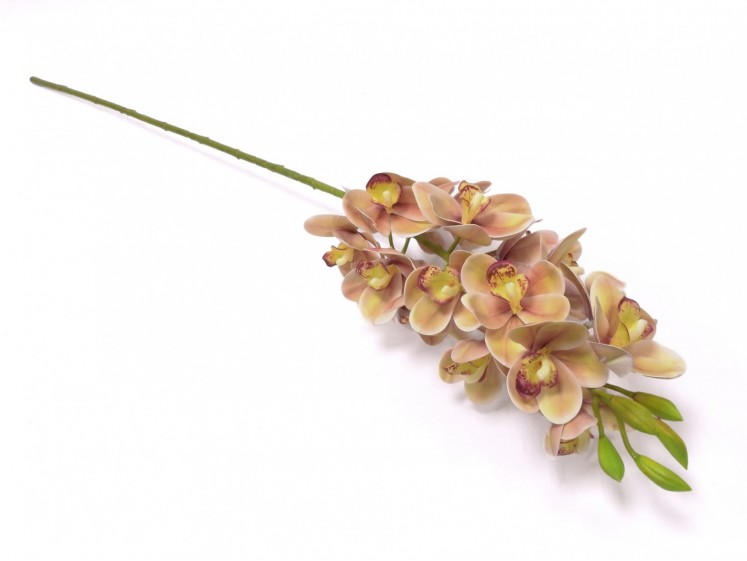 Orchid Cymbidium