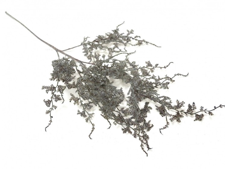 Bleached Grey Branch