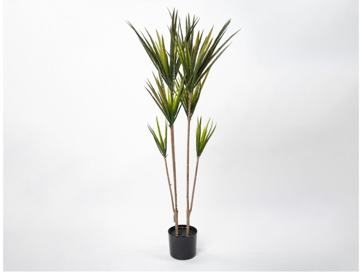 Dracaena