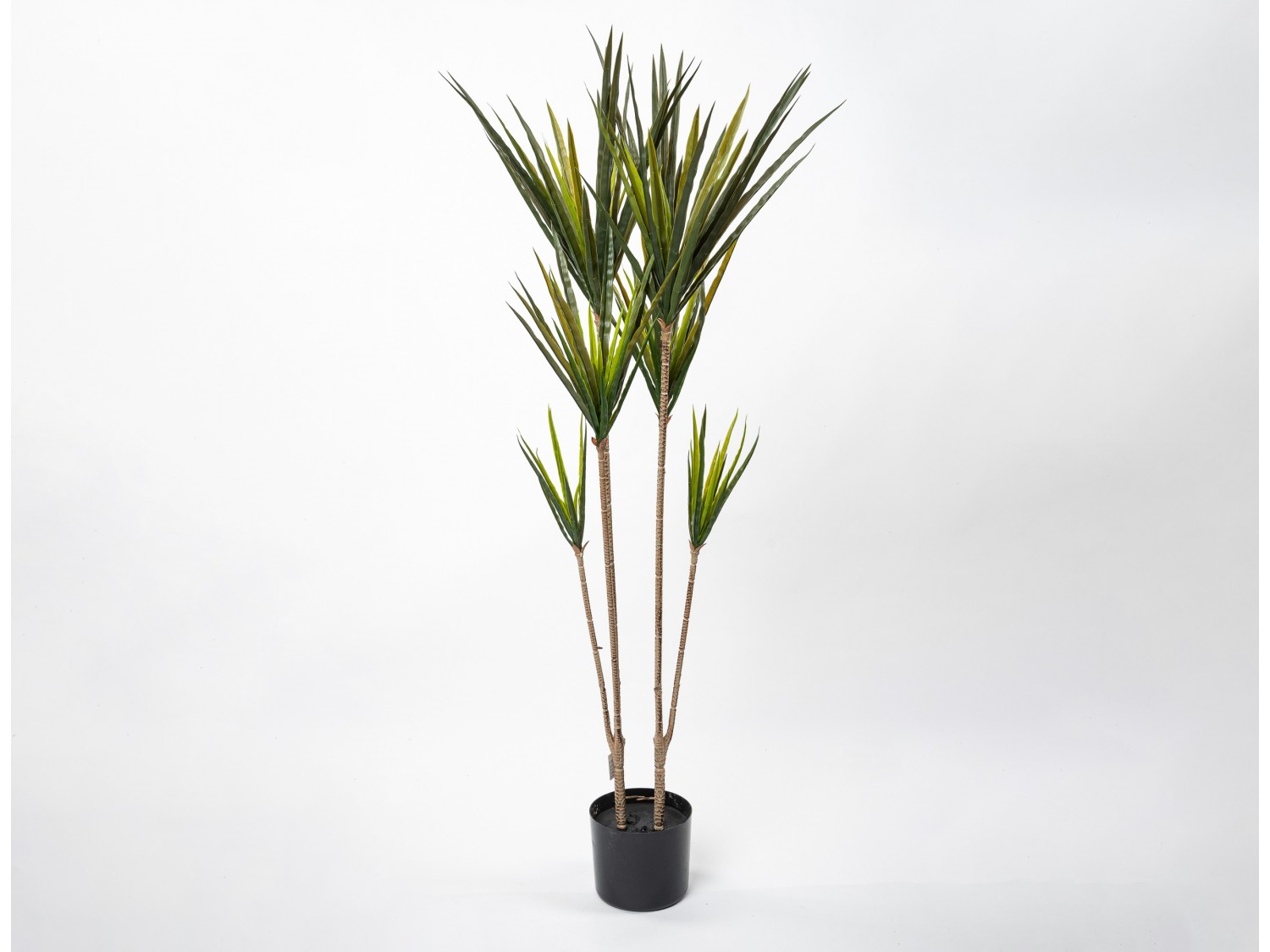 Dracena