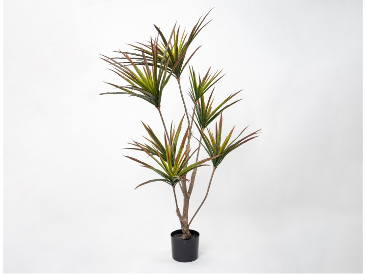 Dracaena