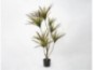 Dracena