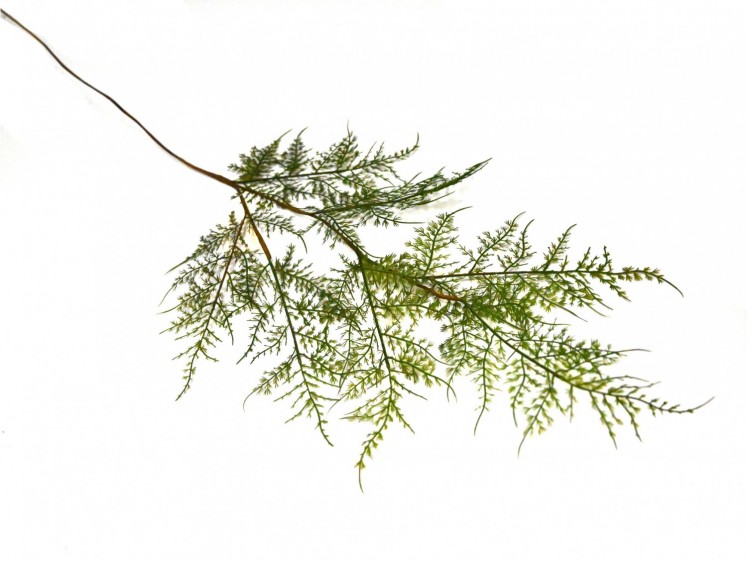 Greenery Branch