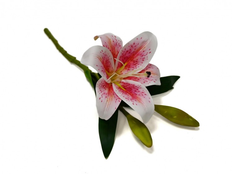 Lily on a Stem