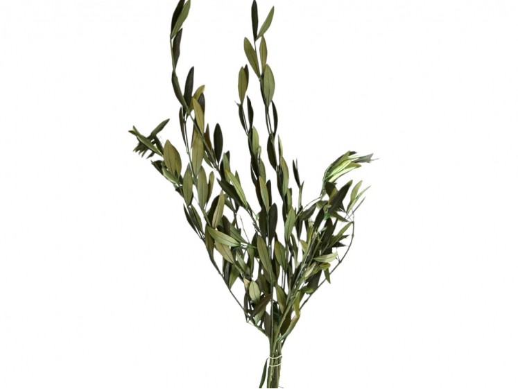 Stabilized Olive Branches