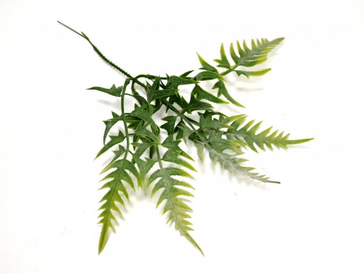 Fern Leaves