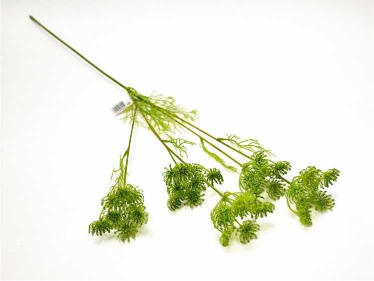 Flowering Dill