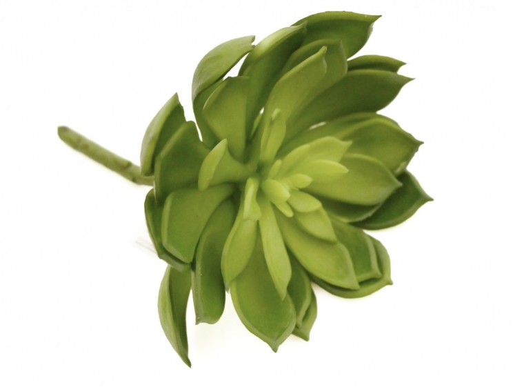 Succulent Sempervivum