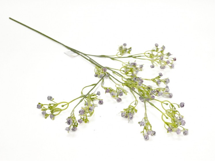 Gypsophila Purple