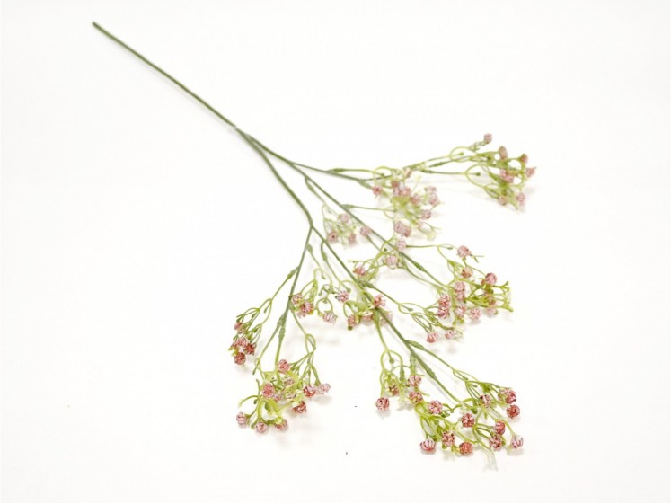 Gypsophila Pink