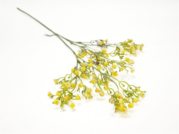 Gypsophila Yellow