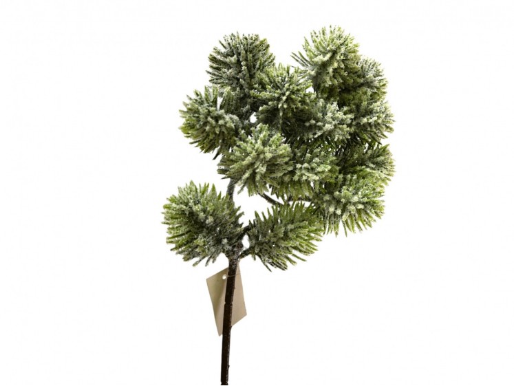 Snowy Pine Branch