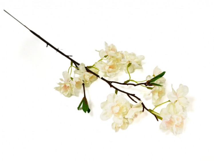 Cherry branch