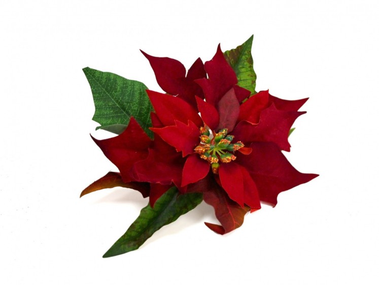 Poinsettia Head Velvet