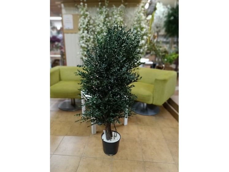 Stabilizuotas eukalipto medis Parvifolia 130cm