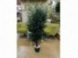 Stabilizuotas eukalipto medis Parvifolia 130cm