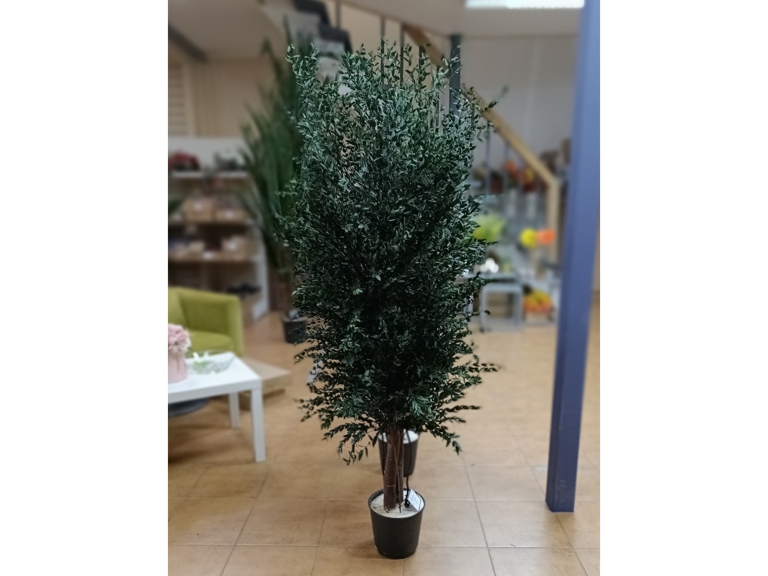 Stabilizuotas eukalipto medis Parvifolia 180cm