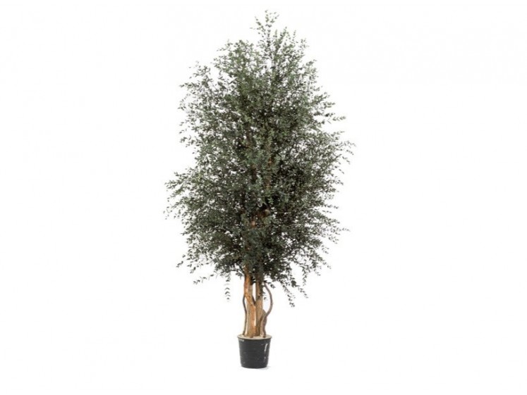 Stabilizuotas eukalipto medis Parvifolia 130cm