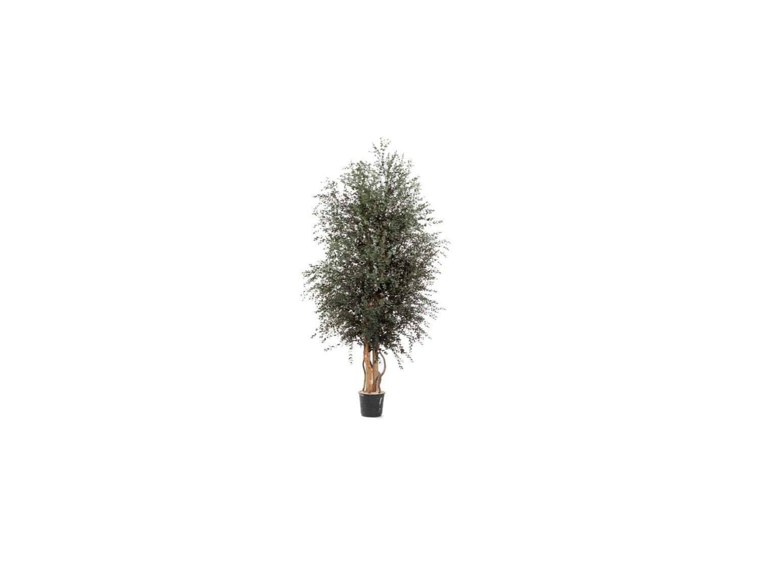 Stabilizuotas eukalipto medis Parvifolia 130cm