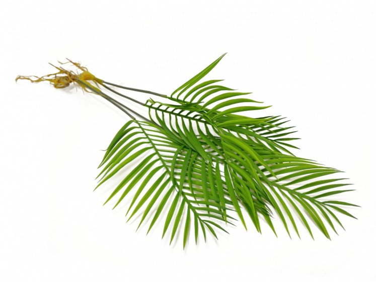 Palm Branch with Root