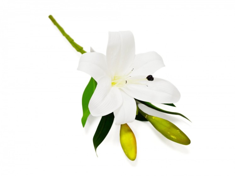 Lily Flower on a Stem