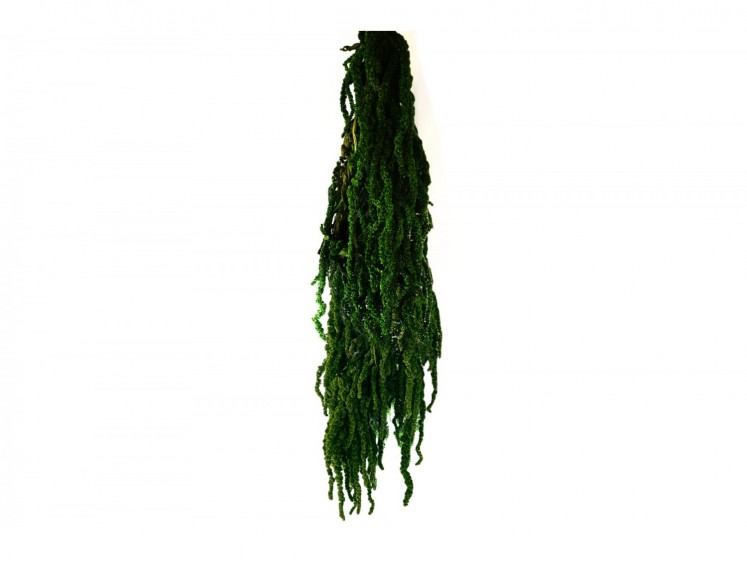 Stabilized "Amaranthus"