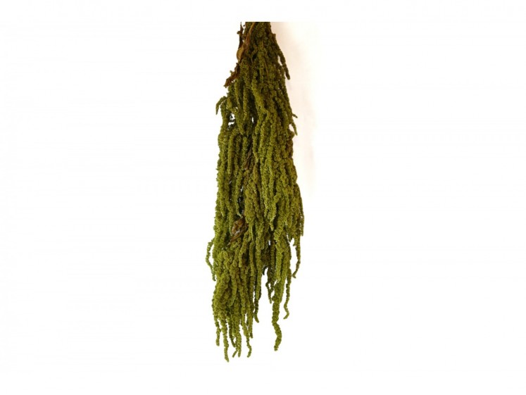 Stabilized "Amaranthus"